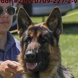 Kyle - German Shepherd