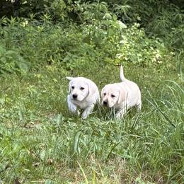 Griffin - Yellow male Labrador Retriever puppy in Davenport, New York from New England Premier English Labradors