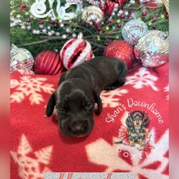 Howdy - Chocolate male Dachshund puppy in Hockley, Texas from Shans Down Home Doxies