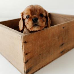 Penny - Ruby female Cavalier King Charles Spaniel puppy in Le Roy, New York from Heirloom Cavaliers