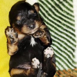 Phoebe - Black and tan female Cavapoo puppy in Wentworth, Missouri from Newton County Cavaliers & Cavapoos LLC