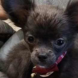 Chihuahuas and Poodles from Lesa's Pups