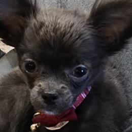 Chihuahuas and Poodles from Lesa's Pups
