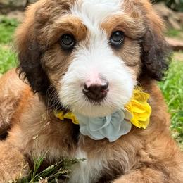Pippa - female Australian Mountain Doodle puppy in Chattanooga, Tennessee from River City Doodles TN