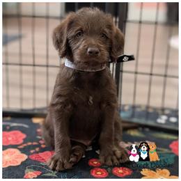 Male 6 pick open - F1 Labradoodles - OFA-Genetics-2 year warranty. - Chocolate male Labradoodle puppy in Jeddo, Michigan from Apple Creek Doodles