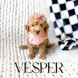 Vesper - Apricot female Goldendoodle puppy in Springville, Utah from Happy Doodle