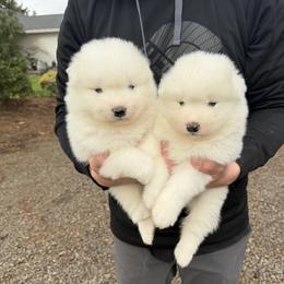 Boy 2 - White male Samoyed puppy in Oregon City, Oregon from White Cloud Samoyeds