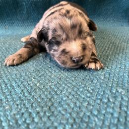 Spade - Blue merle male Australian Shepherd puppy in Whitwell, Tennessee from Owl Hollow Farm