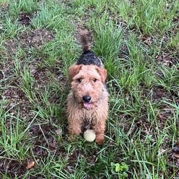 Scout - Welsh Terrier