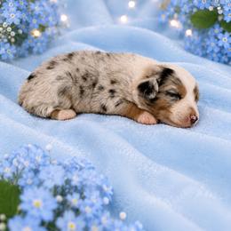 Hennessy - Blue merle male Australian Shepherd puppy in Howardsville, Virginia from Spectacular Aussies and Cavaliers