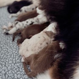 Mimic x Brie - Red tri-color male Australian Shepherd puppy in Shelbyville, Kentucky from Glenlake Australian Shepherds