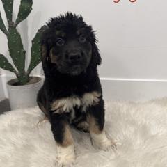 Nellie Jo - Black female Saint Berdoodle puppy in Mesa, Arizona from Desert Bohunk Doodles and Branded Bullies