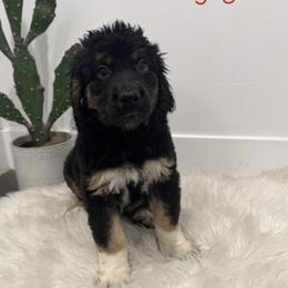 Nellie Jo - Black female Saint Berdoodle puppy in Mesa, Arizona from Desert Bohunk Doodles and Branded Bullies