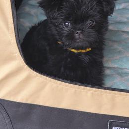 Yellow - Black male Affenpinscher puppy in Hastings, Florida from Tamari Affenpinchers and Oakhurst Rhodesians