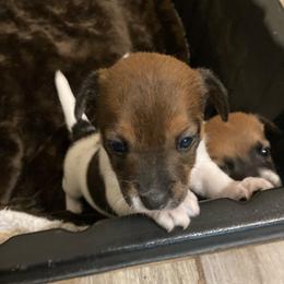 Lady Deja - White and tan female Russell Terrier puppy in Missouri from Royal Russells Ranch