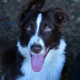 Border Collies from Montana Skye Border Collies