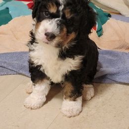 Bernedoodle and Labradoodle Puppies from Reid Wasatch Doodles