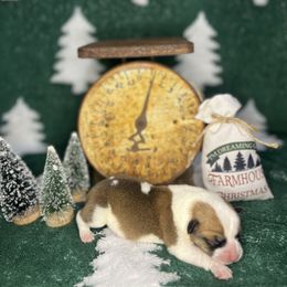 American Corgi Puppies from Taylor’s Corgis