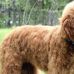 Poodles from Paradise Found Red Standards