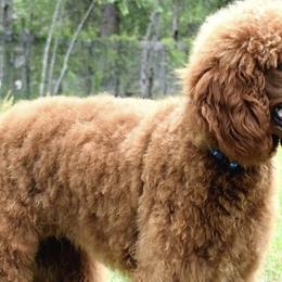 Poodles from Paradise Found Red Standards