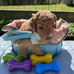 Anchor - Red  male Goldendoodle puppy in Camden, North Carolina from Oopsie Doodles of NC
