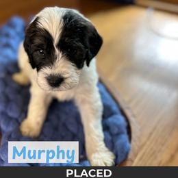 Orion - Black and white male Springerdoodle puppy in Cassville, Wisconsin from Storyside Kennels