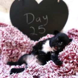 French Bulldog Puppies from FrenchieBnB