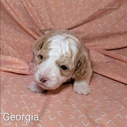 Georgia - Red and white female Cockapoo puppy in Sunset, Louisiana from Cano Cockapoos