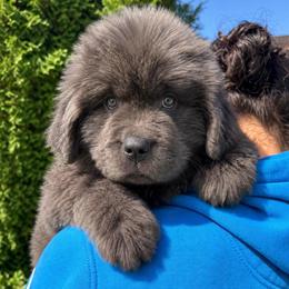 Gray Male - Gray male Newfoundland puppy in New York from Johnson Farms