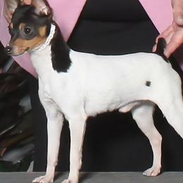 Cash - Toy Fox Terrier