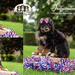Independence aka Indie - Tri-color female Bernedoodle puppy in Spartanburg, South Carolina from Southern Magnolia Bernedoodles