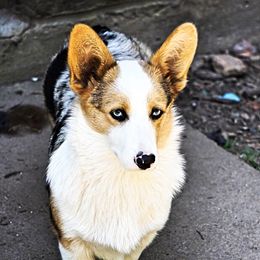 Sansa  - American Corgi