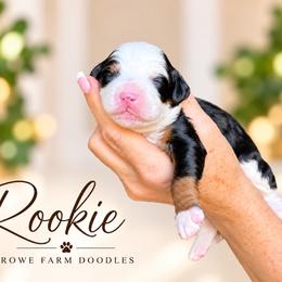 Rookie - Blue merle male Bernedoodle puppy in Henry, Illinois from Rowe Farms Doodles