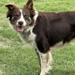 Allie - Border Collie
