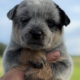 Castle - Blue male Australian Cattle Dog puppy in Devalls Bluff, Arkansas from Coolhand's Australian Cattle Dogs