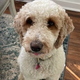 Roxie  - Goldendoodle