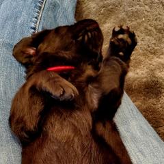 Working Dog Cross Puppies from Happy Hartz