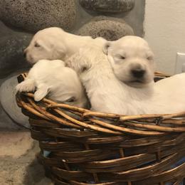 Golden Retriever Puppies from Ann Bonsell