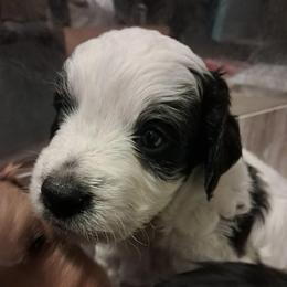 Ezra - male Assorted Doodle Crosses puppy in Northumberland, Pennsylvania from Light and Life Doodles