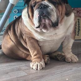 Bulldog puppies from EMR’s Bulldogs