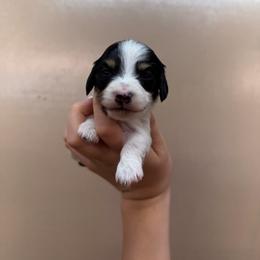 Molly - Piebald female Dachshund puppy in Nashville, Arkansas from Cuddles n Curls