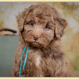 Dewey - Chocolate male Goldendoodle puppy in Connersville, Indiana from Deaz Doodle Ranch