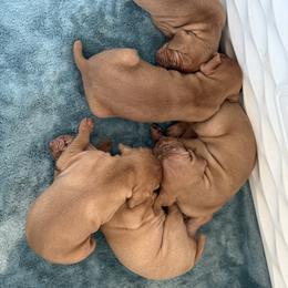 Vizsla Puppies from Firestone Vizslas