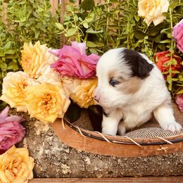 Miniature Australian Shepherd Puppies from Kennedy Kennels