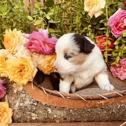 Miniature Australian Shepherd Puppies from Kennedy Kennels