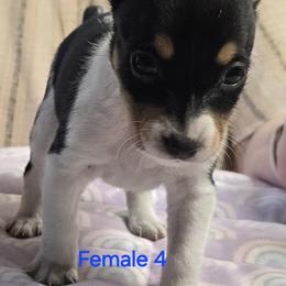 4 - White black and tan female Rat Terrier puppy in Divide, Colorado from Outlaw Farm and Kennel
