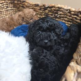 Paisley - Black female Poodle puppy in Sonora, Kentucky from Little Land of Puppies