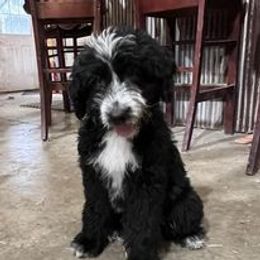 Aussiedoodle, Australian Shepherd, Poodle, Shihpoo, and Shih Tzu Puppies from Rockiń N Kennel