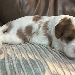 Harper - Blenheim female Cavalier King Charles Spaniel puppy in Mc Louth, Kansas from Harmony Valley Cavaliers & Havanese