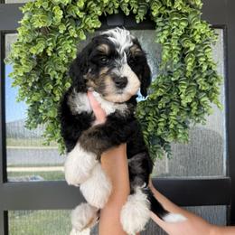 Boy 3 - Tri-color male Bernedoodle puppy in Spanish Fork, Utah from K Brand Doodles